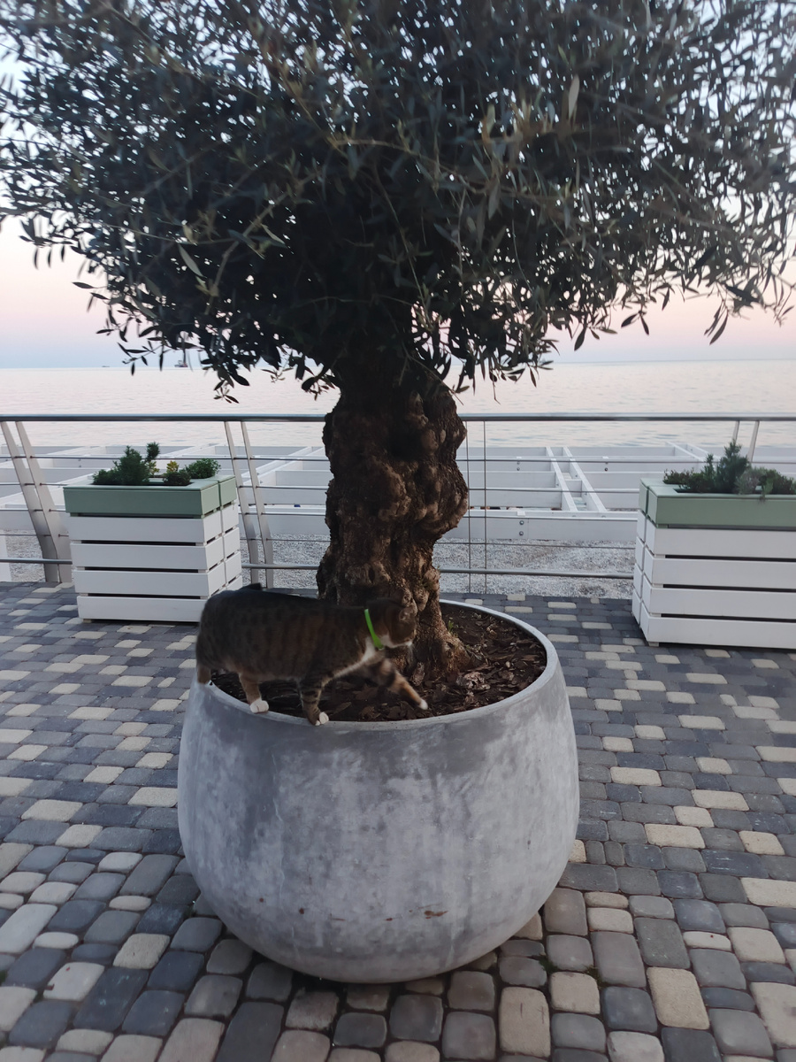 Всё ходит по цепи кругом?)