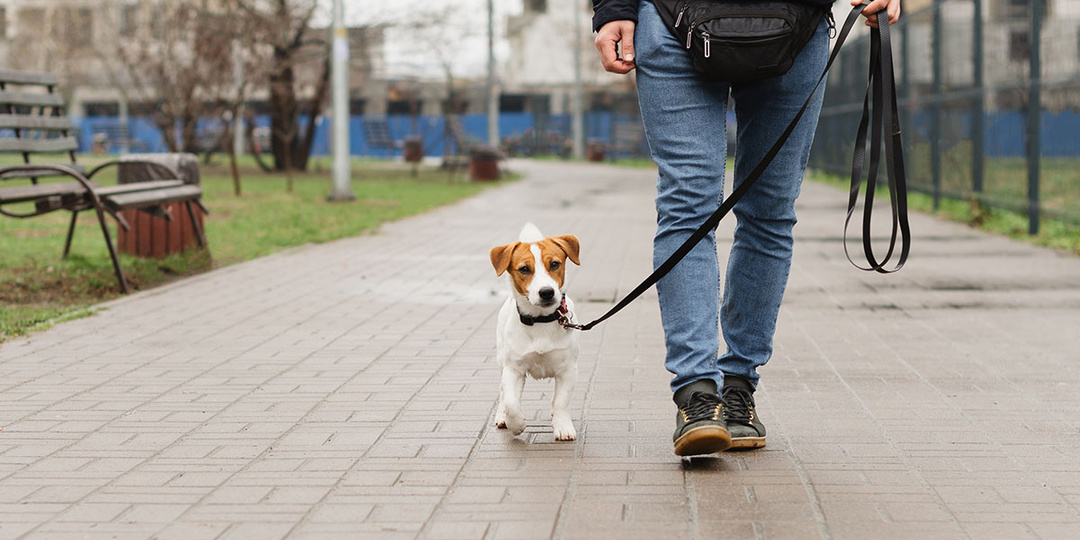 Как сделать прогулку с собакой комфортной весной?