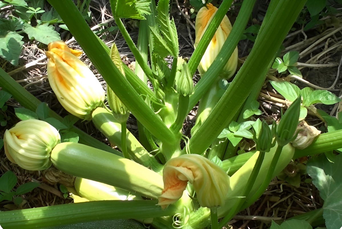 Тонкости выращивания урожайных кабачков: Простые советы и секреты от посадки до урожая. Фото автора