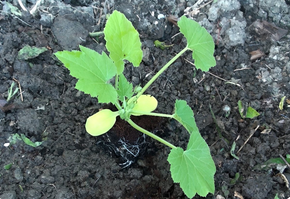 Тонкости выращивания урожайных кабачков: Простые советы и секреты от посадки до урожая. Фото автора