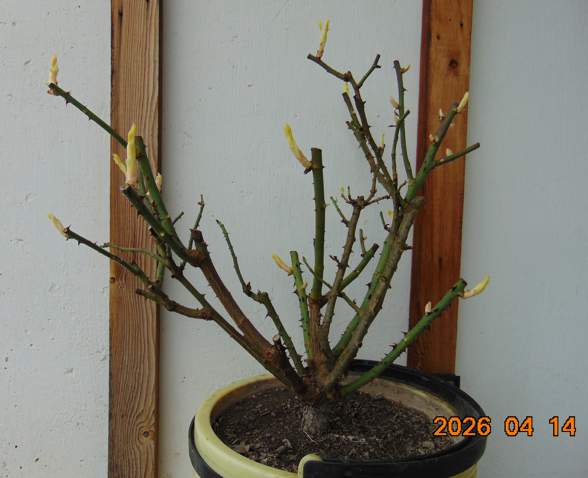 Роза Hommage a Barbara