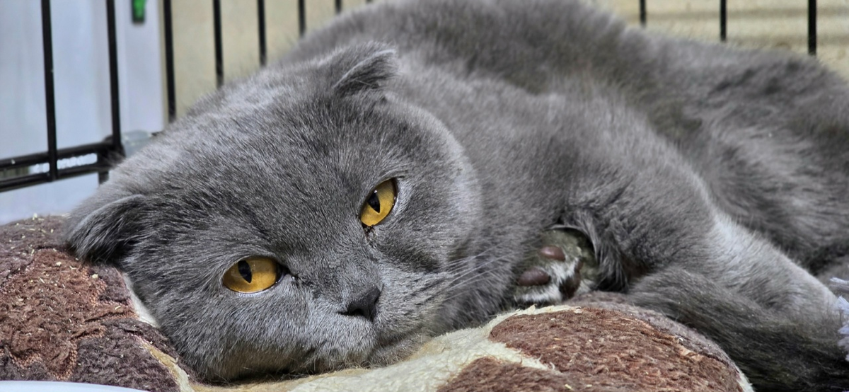 Новичков на стрессе раскармливают с помощью влажки.