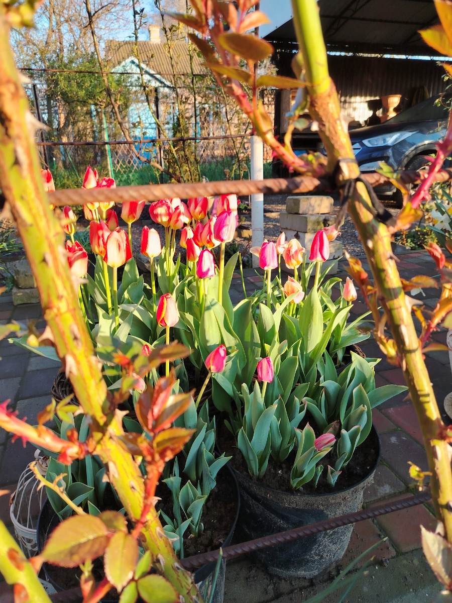 Всё пламенеет в первых лучах солнца ясного. 