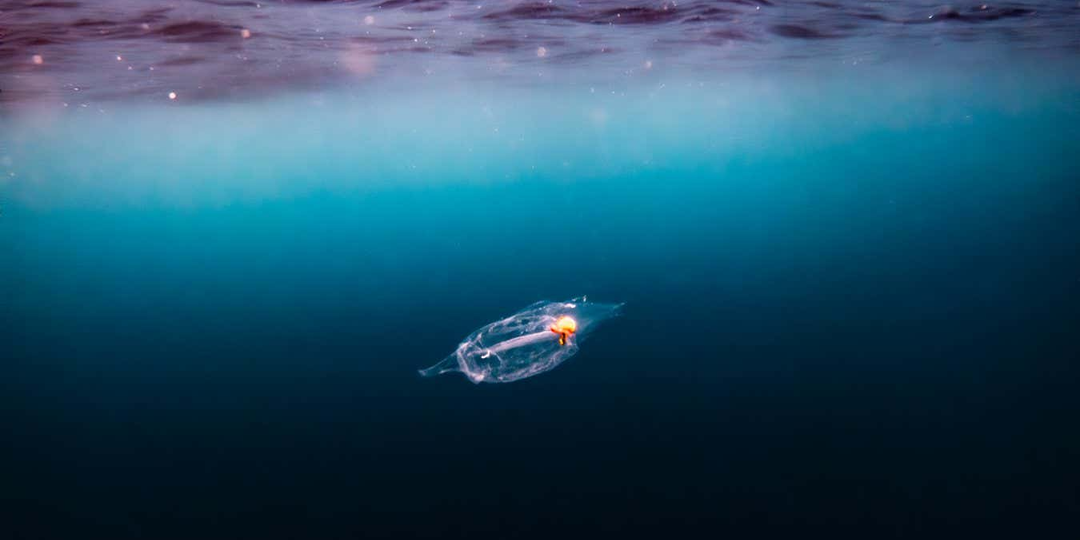 Океаны по всей планете темнеют — что происходит?