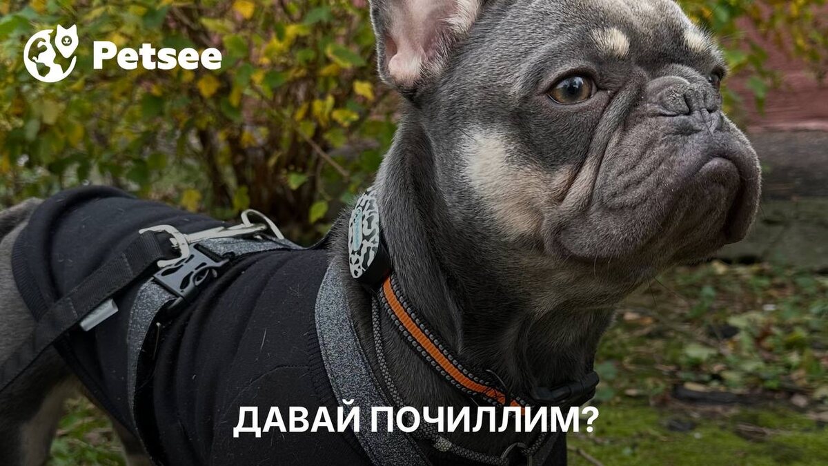 9 пород собак, которые не требуют долгих активных прогулок