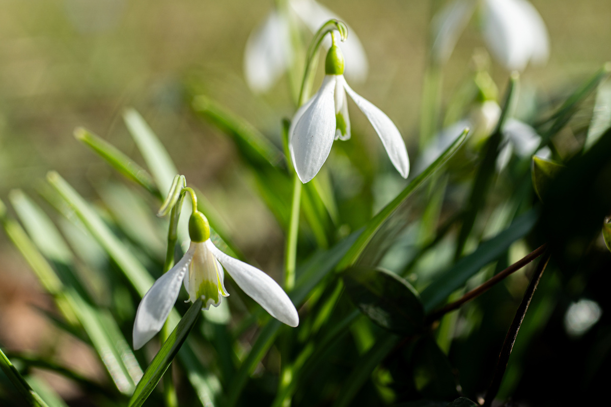 Сад Усадьбы Л.Н. Толстого в Хамовниках, фото: Александр Зенкин