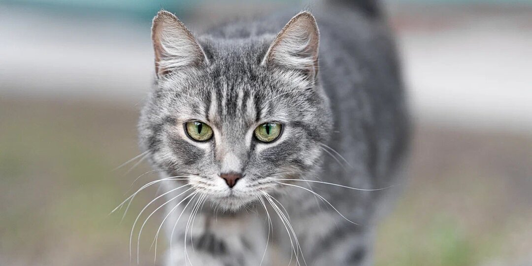 Чем сейчас живет сад Льва Толстого в Москве?