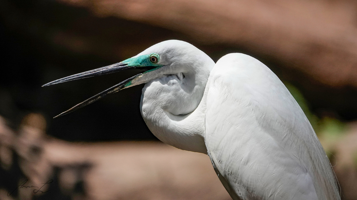 Малая белая цапля