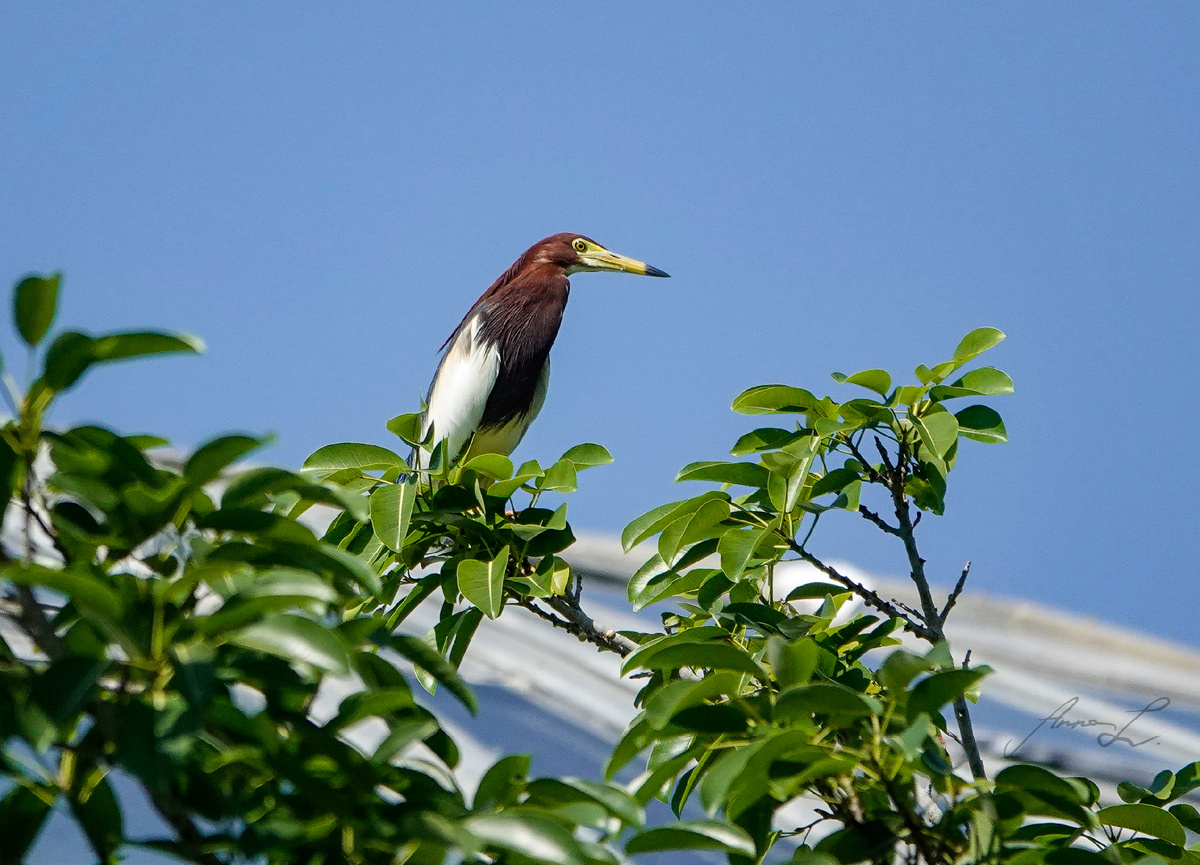 Белокрылая цапля
