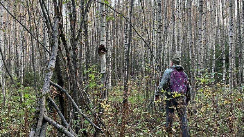    Фото progorod43.ru