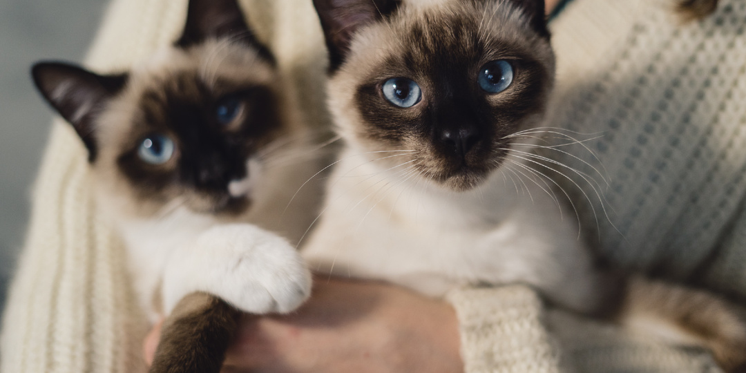 Самые «разговорчивые» породы кошек