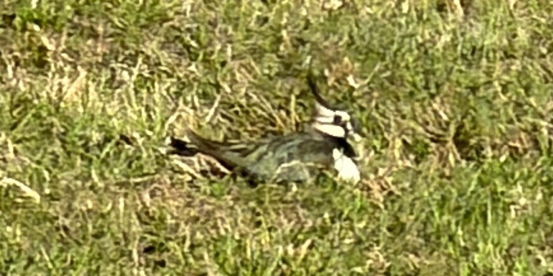 Чибис. У дороги.