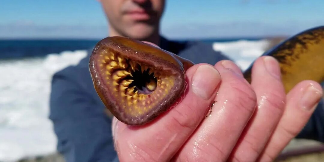 Бесчелюстной убийца: Как миноги высасывают кровь из рыб уже 360 миллионов лет!