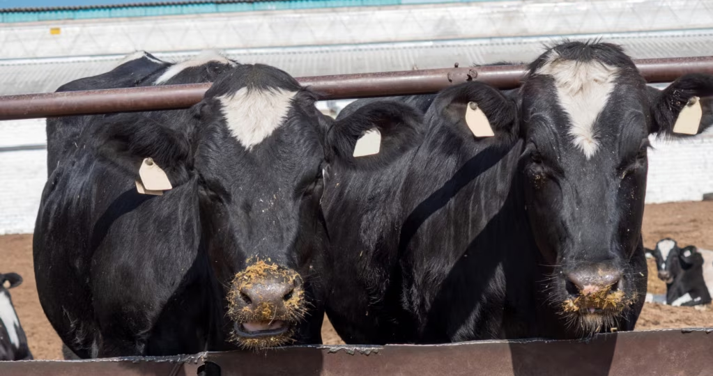 «Шило в мешке»: почему власти скрывают реальную причину массового зaбoя скота в Сибири и при чем здесь экспорт на миллиарды долларов