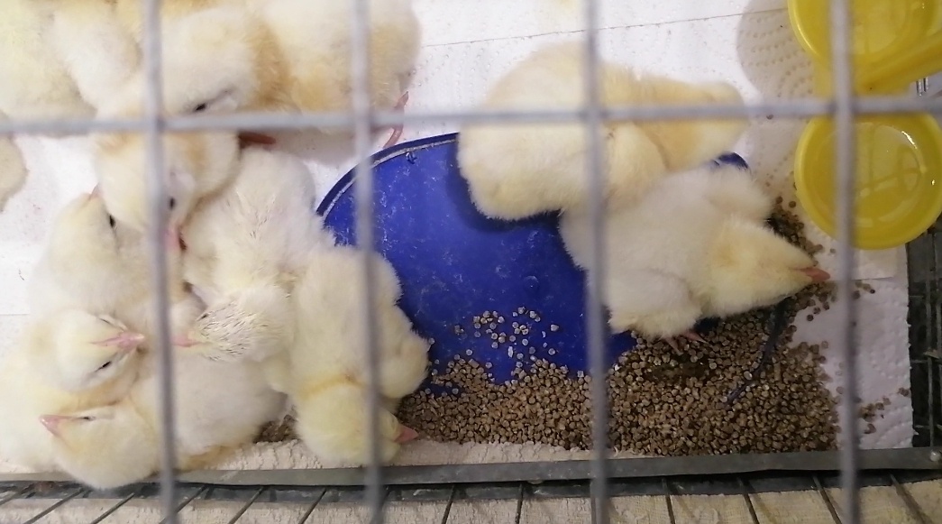 🐣 Брольки, Доминанты и маленькие ладошки