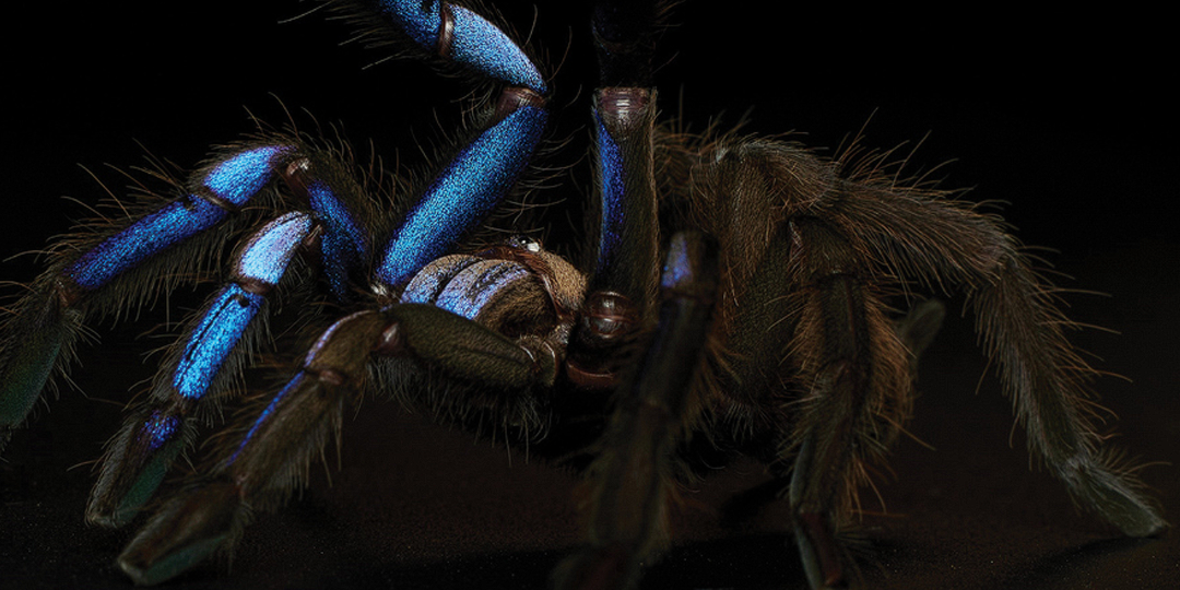 Электрика вызывали? Chilobrachys natanicharum