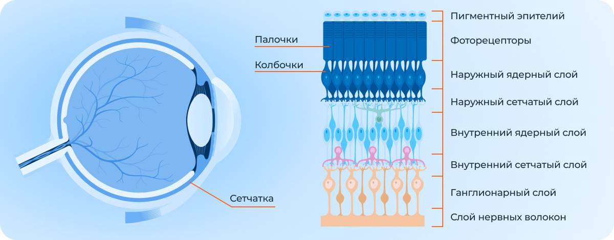 Так устроена сетчатка человека, в ней около 7 млн колбочек. У орла этот показатель выше в несколько раз