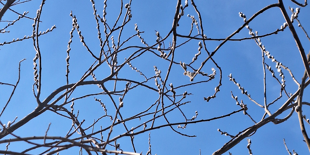 В моём романтическом фэнтези чего-то не хватает?