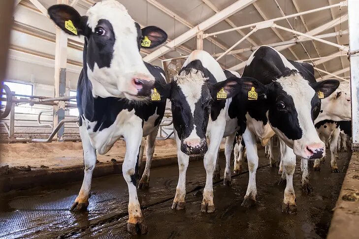    Фото Андрея Заржецкого