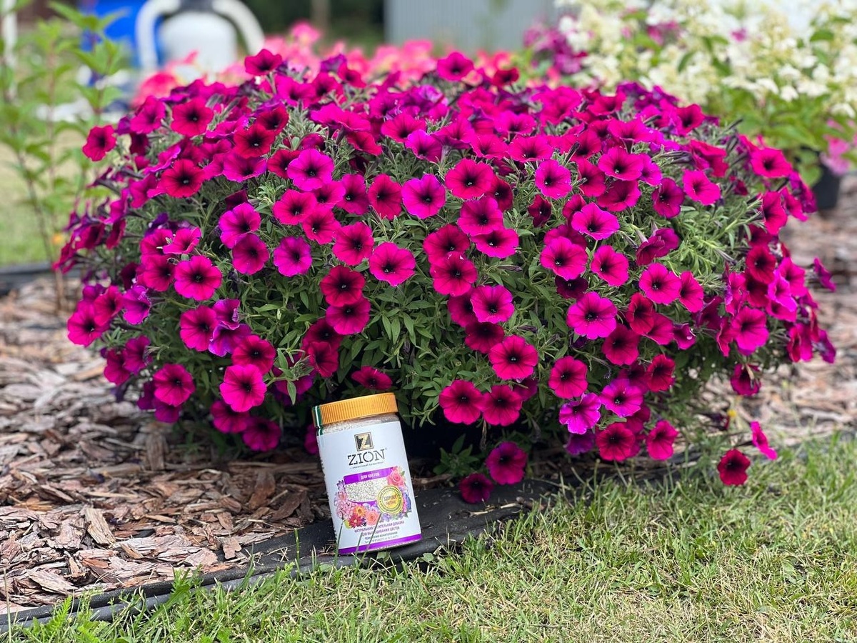 как добиться пышного цветения петунии