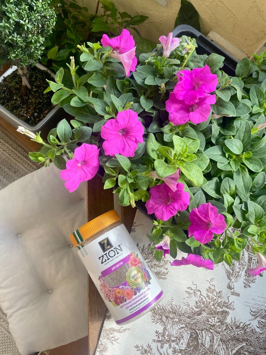 как вырастить петунию из семян