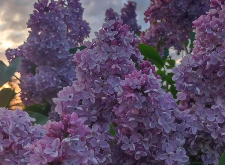 Секрет пышного цветения сирени: как обуздать поросль и вырастить роскошные метёлки