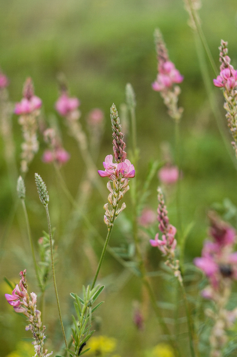 Эспарцет. Авторская фотография Андрей Батуркин.