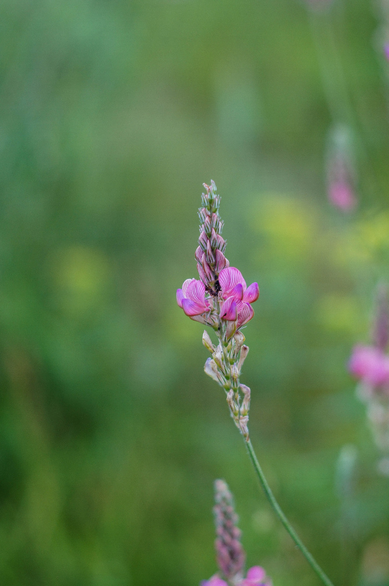 Эспарцет. Авторская фотография Андрей Батуркин.