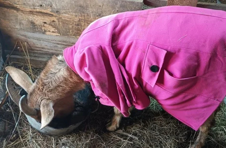 © ShefaNsk / Pikabu