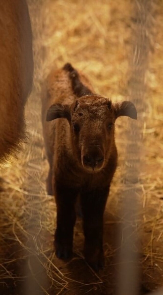    У золотистых такинов родился детеныш. Источник: Новосибирский зоопарк