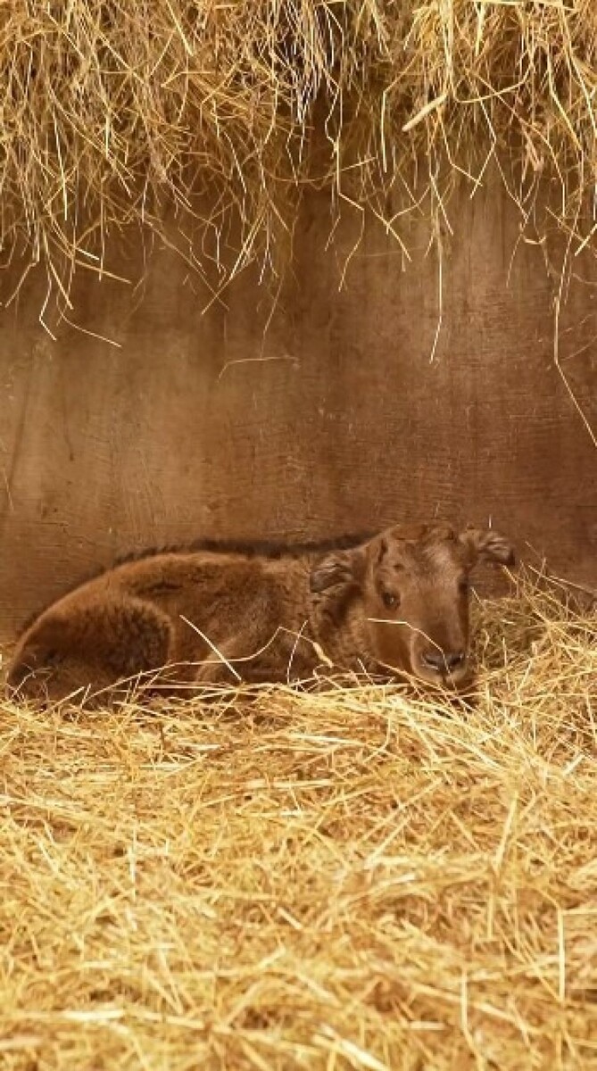    У золотистых такинов родился детеныш. Источник: Новосибирский зоопарк
