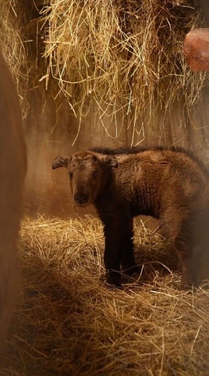    У золотистых такинов родился детеныш. Источник: Новосибирский зоопарк