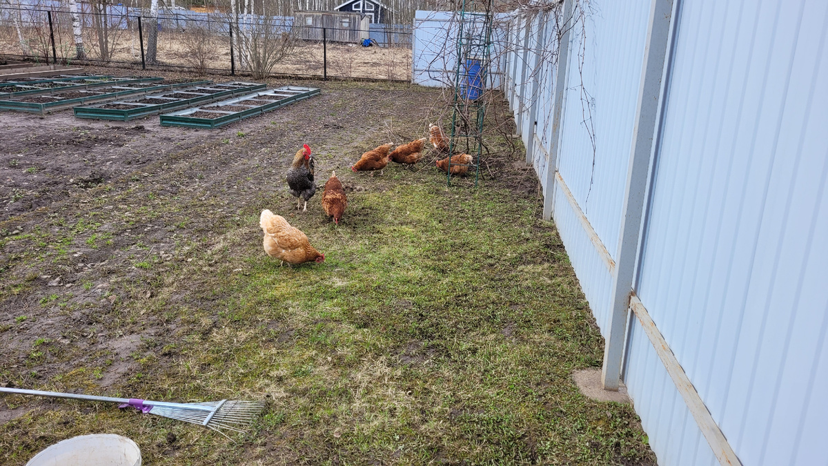 Убирала на этом участке - они тут как тут. 😂