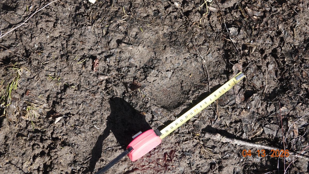 К сожалению, на обложке могу пока показать только его свежий след. Но не теряю надежды, что на фотоловушки он всё же попадется! 