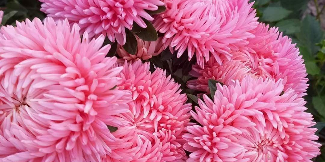 Звёздный путь: как вырастить рассаду астр, которая станет гордостью цветника