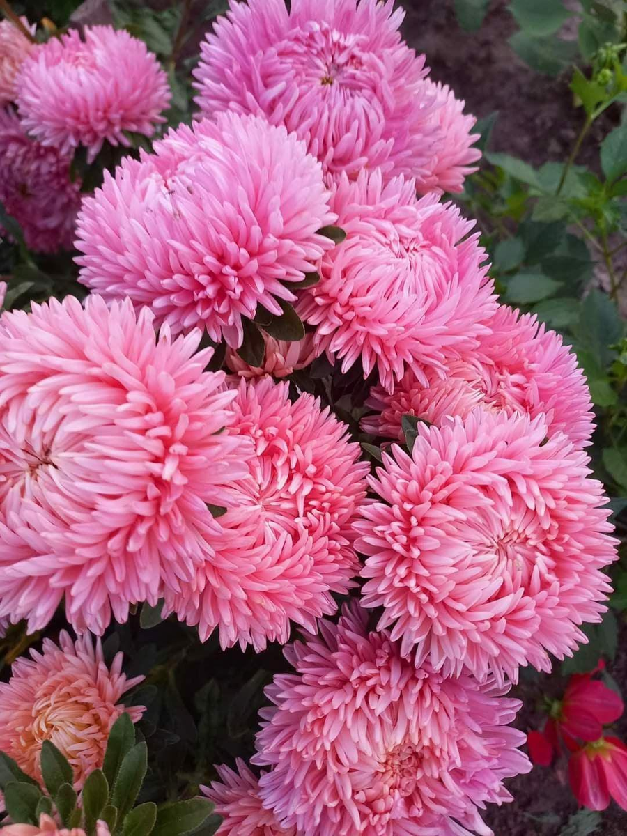 Pinterest