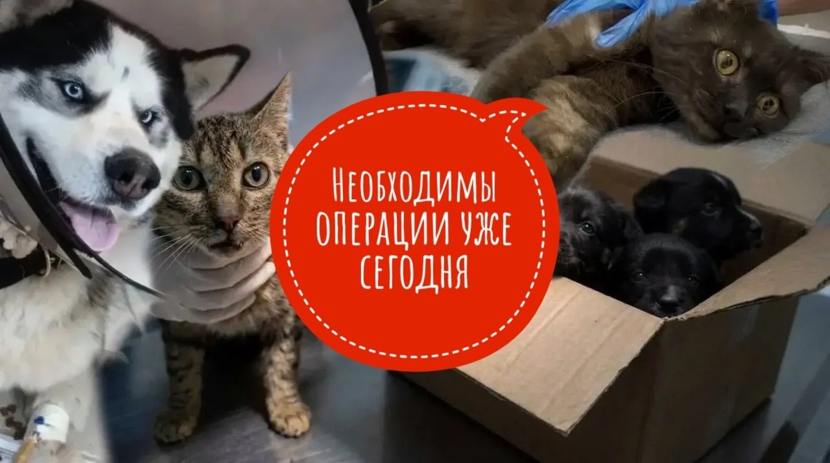 Нет никакой возможности спасти их! Просим о помощи...