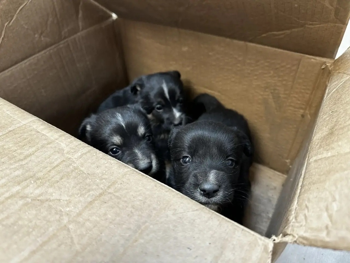  Они живые существа, ИМ ОЧЕНЬ БОЛЬНО и они жалобно просят о помощи!