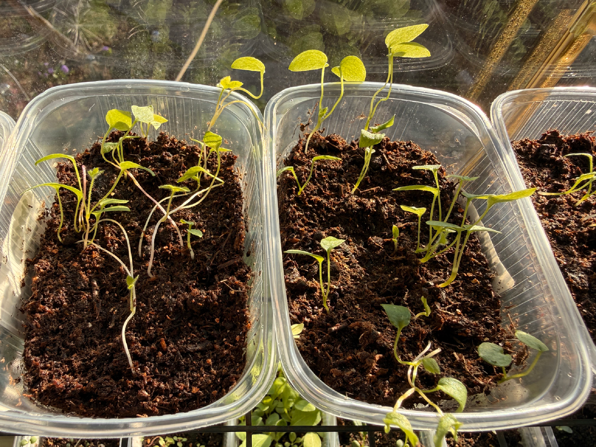 Всходя дельфиниумов после стратификации, 16 апреля 2026