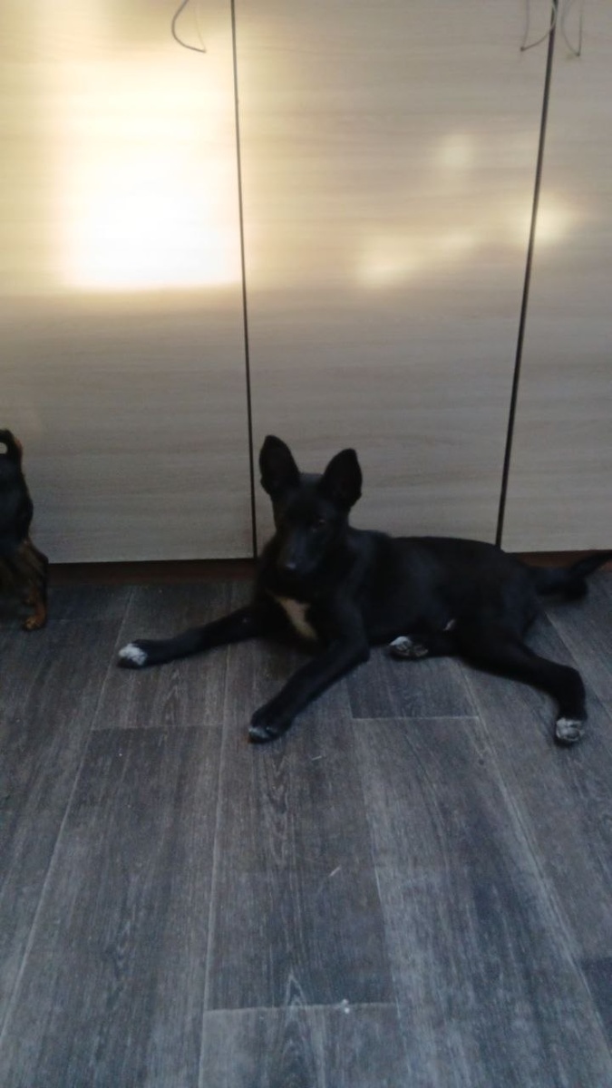 Блеки, юнный житель служебного помещения приюта Ананда