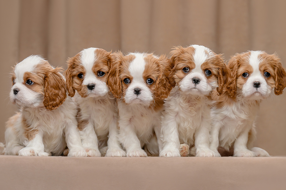 pets and foods / Shutterstock / FOTODOM📷Кавалер-кинг-чарльз-спаниель