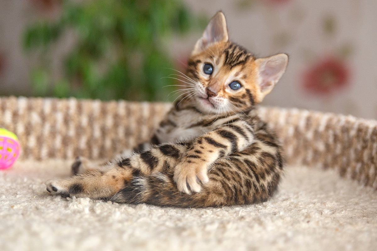 nastykrause / Shutterstock / FOTODOM📷Бенгальский котенок