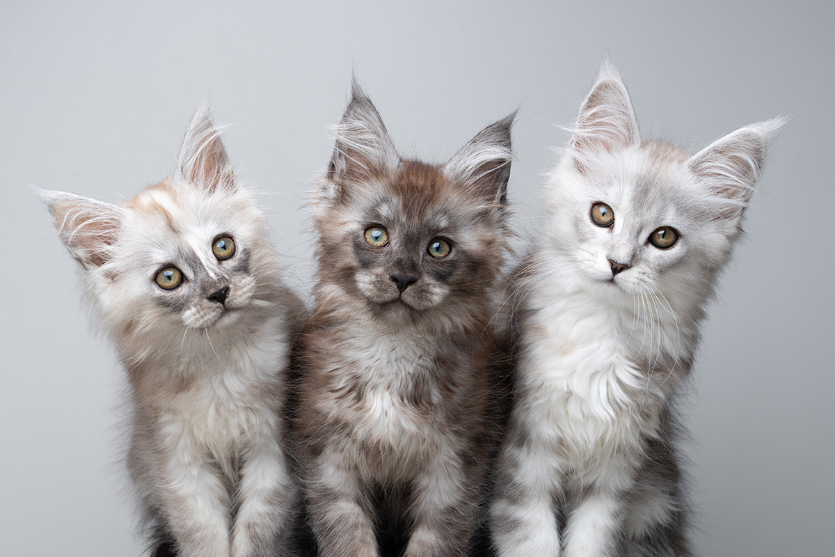 Catographer / Shutterstock / FOTODOM📷Котята Мейн-куна