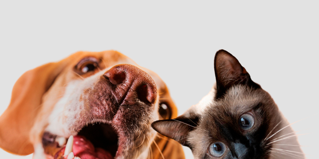 Симптомы заражения гельминтами, которые хозяева чаще всего игнорируют