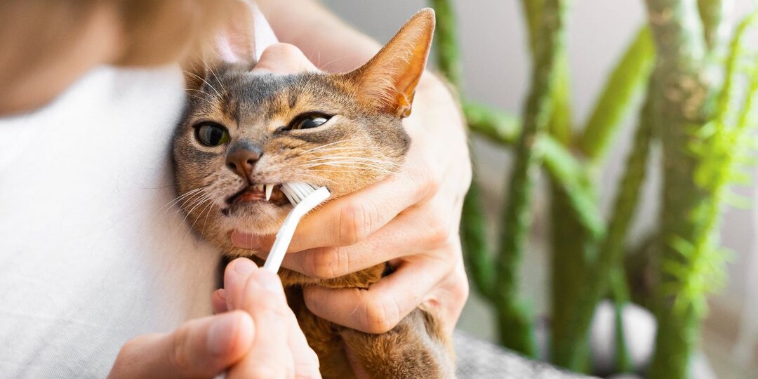 Случай из практики: когда в отказе кота от корма виноваты зубы