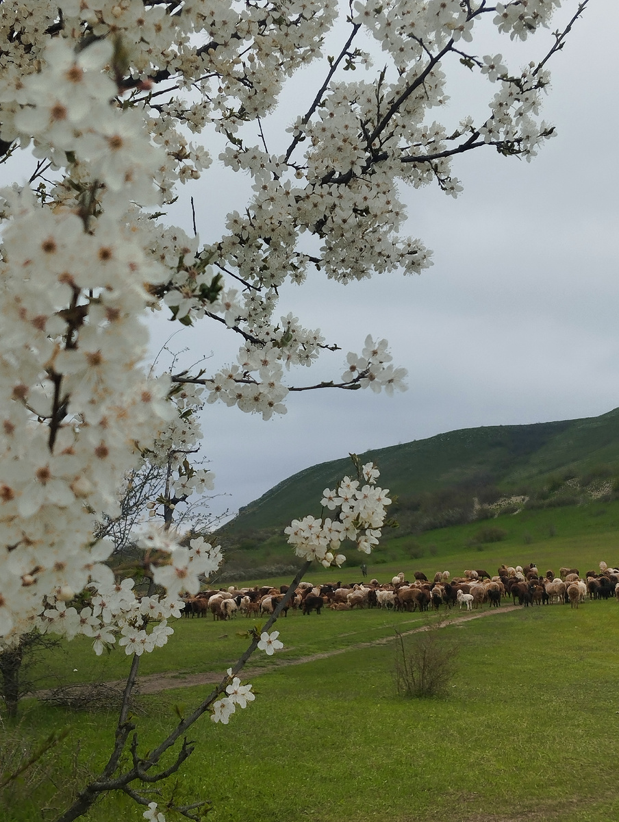 Правда похожи на стайки школьников на переменке. Не зря их учителя баранами кличут. Толпа - и есть толпа