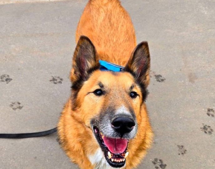 Друзья, у нас тревожные новости: тяжёлое состояние одного из наших подопечных