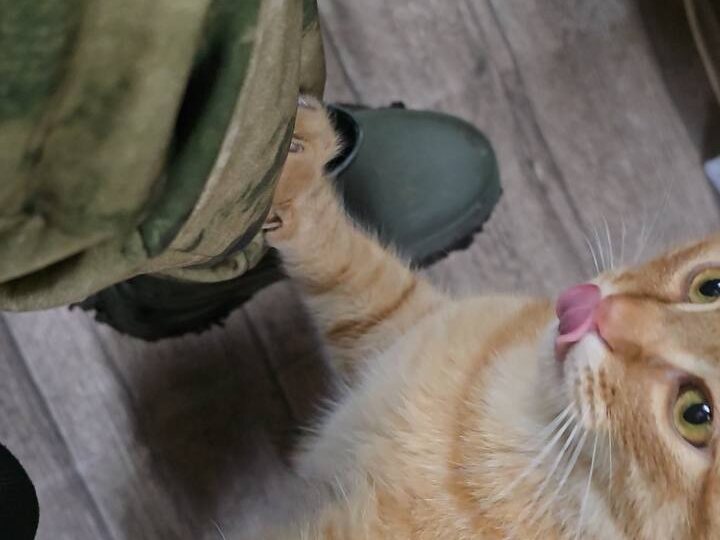 ВСЕГДА КОТОВ