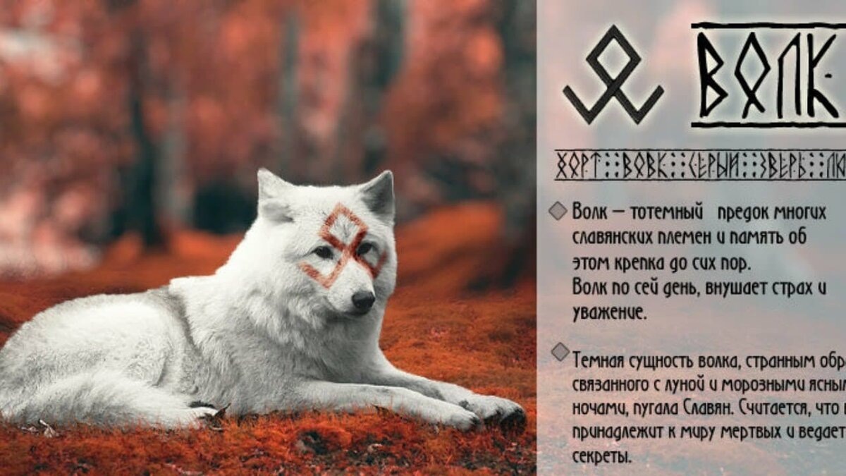 Фото из открытых источников Яндекс.