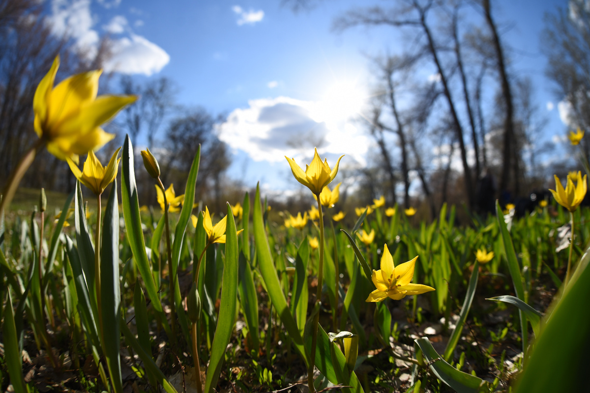 фото:  Царьград
